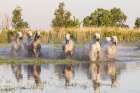Provence-Alpes-Cote dAzur-France Horses running through the marshes in the Camargue Art Print